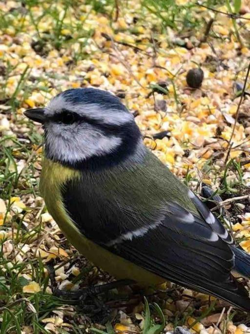 Gite De La Mesange Rochesson Bagian luar foto